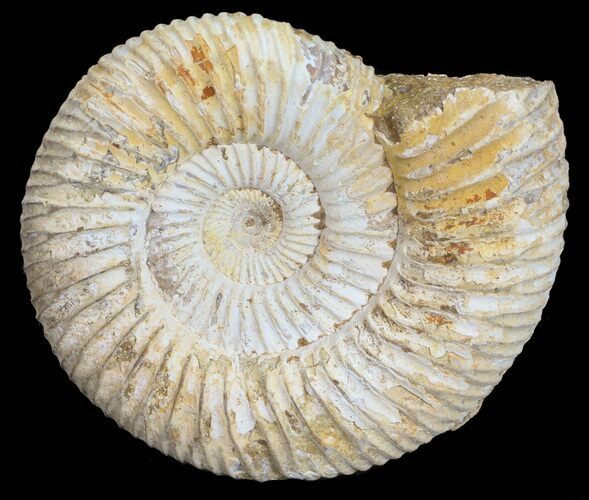 Perisphinctes Ammonite - Jurassic #54233